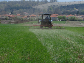 Harrowing of the test field of Spelt, April 2017, Novi Izvor, Bulgaria