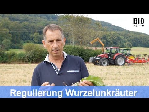 Perennial weed control in organic agriculture