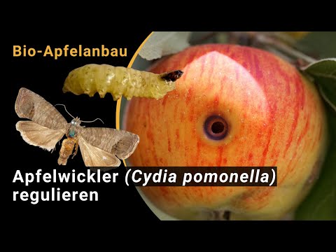 Codling moth (Cydia pomonella) – Control methods in organic fruit growing (BIOFRUITNET Video)